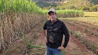 A CANA É A SALVAÇÃO PARA O PEQUENO PRODUTOR COM VACAS DE 20 LITROS