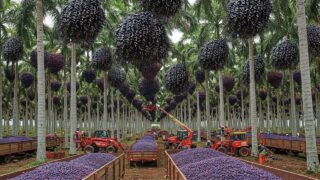 A MAIOR FAZENDA DE AÇAI DO MUNDO!