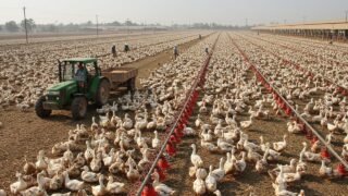 A MAIOR FAZENDA DE PATOS DO BRASIL!