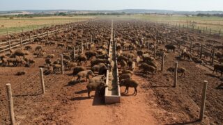 MAIOR FAZENDA DE JAVALIS DO BRASIL!