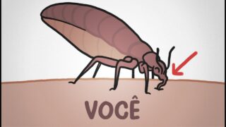 O retorno dos percevejos: eles simplesmente não vão embora! | Minuto da Terra