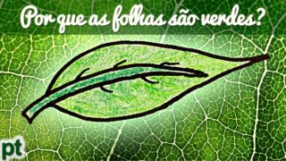 Por que as folhas são verdes? (Parte 1) | Minuto da Terra