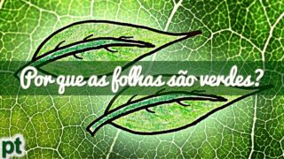 Por que as folhas são verdes? (Parte 2) | Minuto da Terra