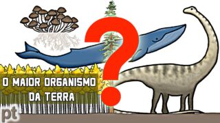 Qual é o maior organismo da Terra? | Minuto da Terra