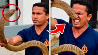 11 IDIOTAS QUE SE DERAM MAL COM ANIMAIS PERIGOSOS