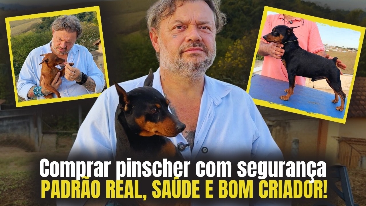 PINSCHER DE VERDADE: CHEGA DO “MINI”! PADRÃO OFICIAL, CORES E TEMPERAMENTO!