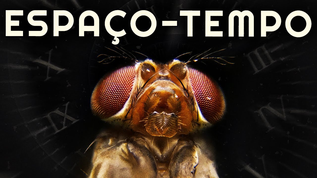 como MOSCAS distorcem o ESPAÇO TEMPO?