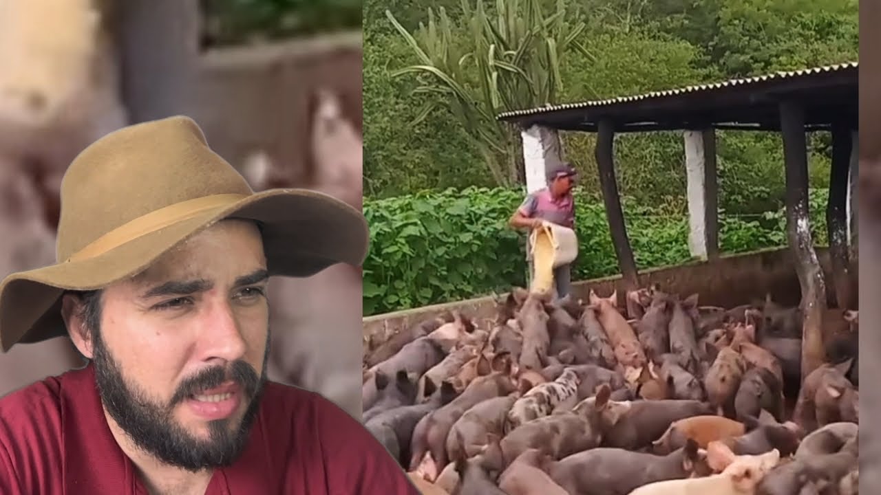 Se esse Caboclo cai no meio dessa Criação de Porcos ele não levanta mais. Aohhh Fartura