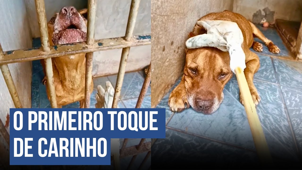 Cuidadora Usa Luva Para Conquistar Confiança de Pitbull
