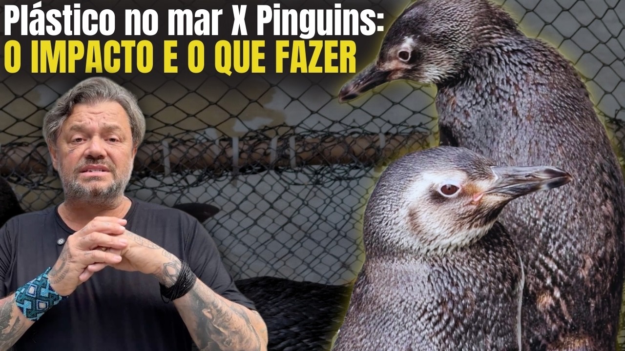 POR QUE PINGUINS APARECEM NO BRASIL? CORRENTES, FRIO E COMO AJUDAR! 🐧🌊
