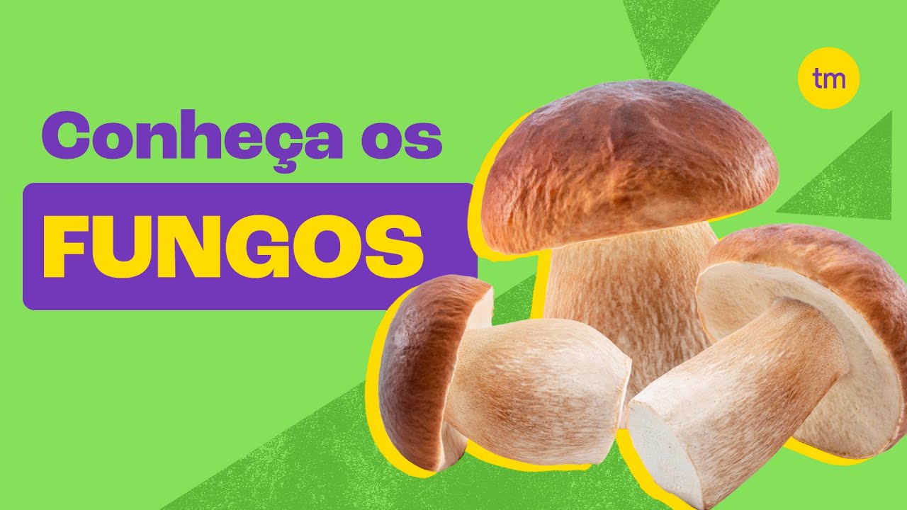 Conheça o REINO FUNGI | Resumo