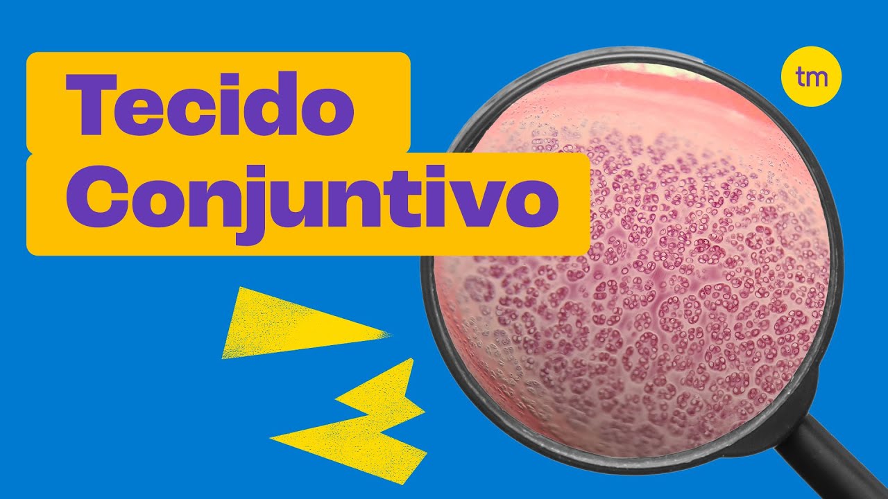 Tecido Conjuntivo | Características, tipos e funções