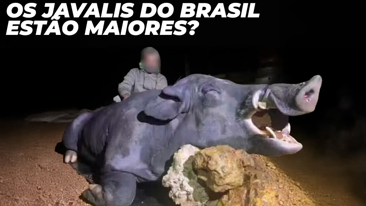 Javali gigante é abatido no Brasil em local onde outros gigantes foram encontrados