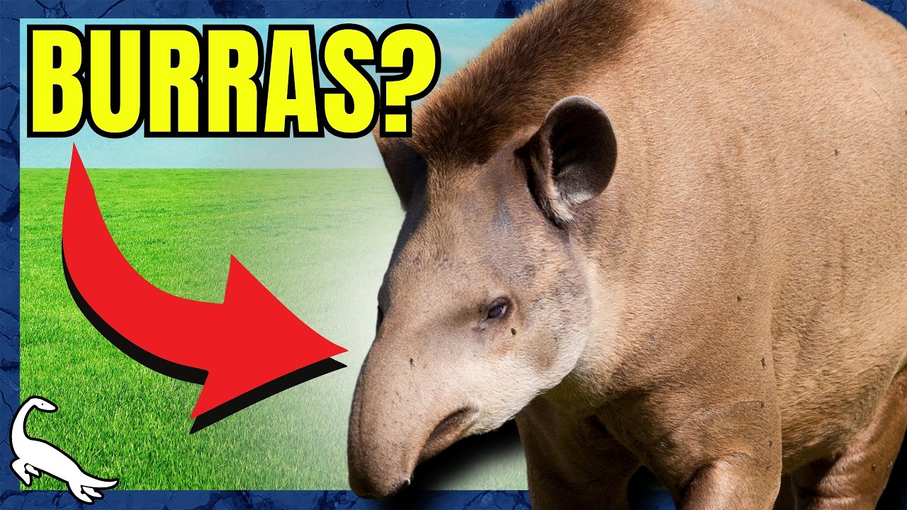 A EVOLUÇÃO INSANA das ANTAS