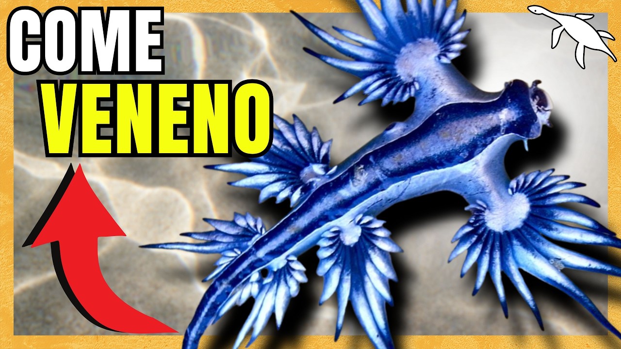 DRAGÕES MARINHOS EXISTEM!