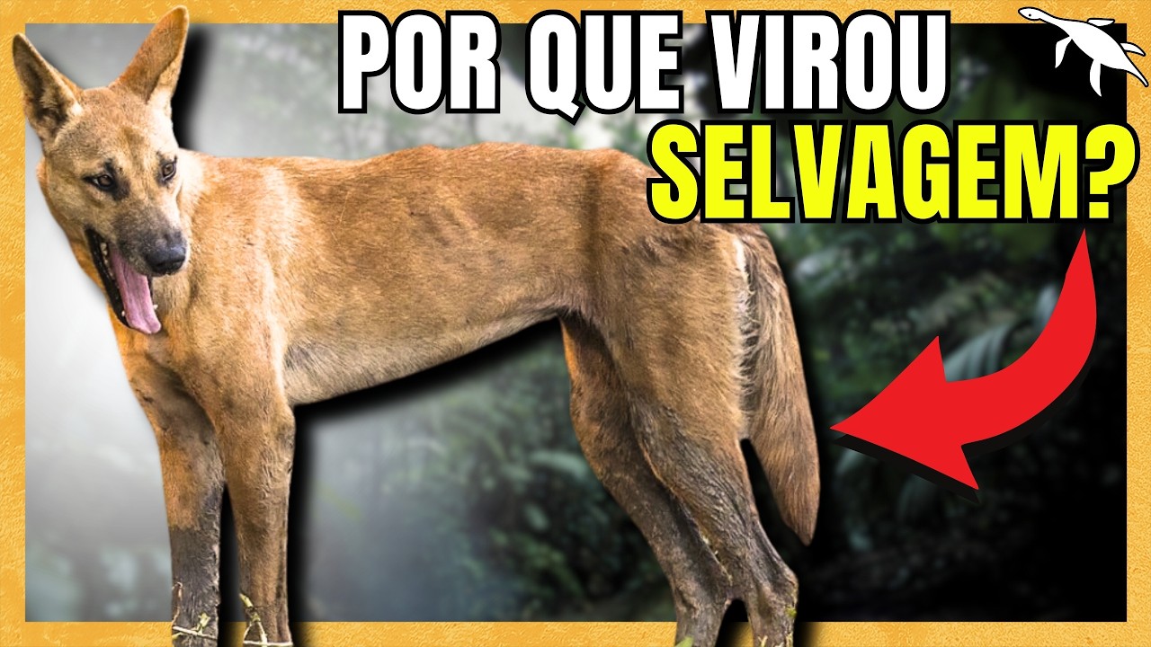 BIOLOGIA INSANA do CACHORRO AUSTRALIANO (Dingo)