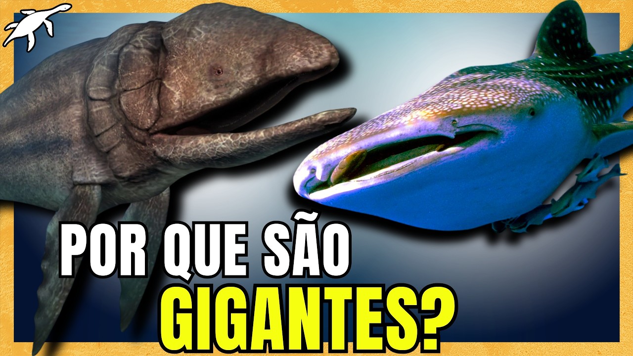 A EVOLUÇÃO dos GIGANTES FILTRADORES do OCEANO