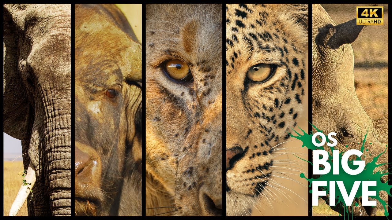 BIG FIVE – Os Senhores Supremos da África | Documentário Animal