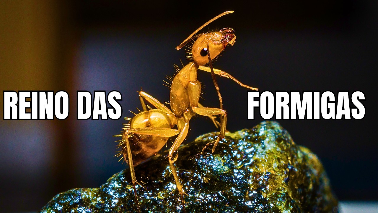 REINO DAS FORMIGAS | A Fascinante Vida das Formigas – Documentário (Especial 10Mil Inscritos)