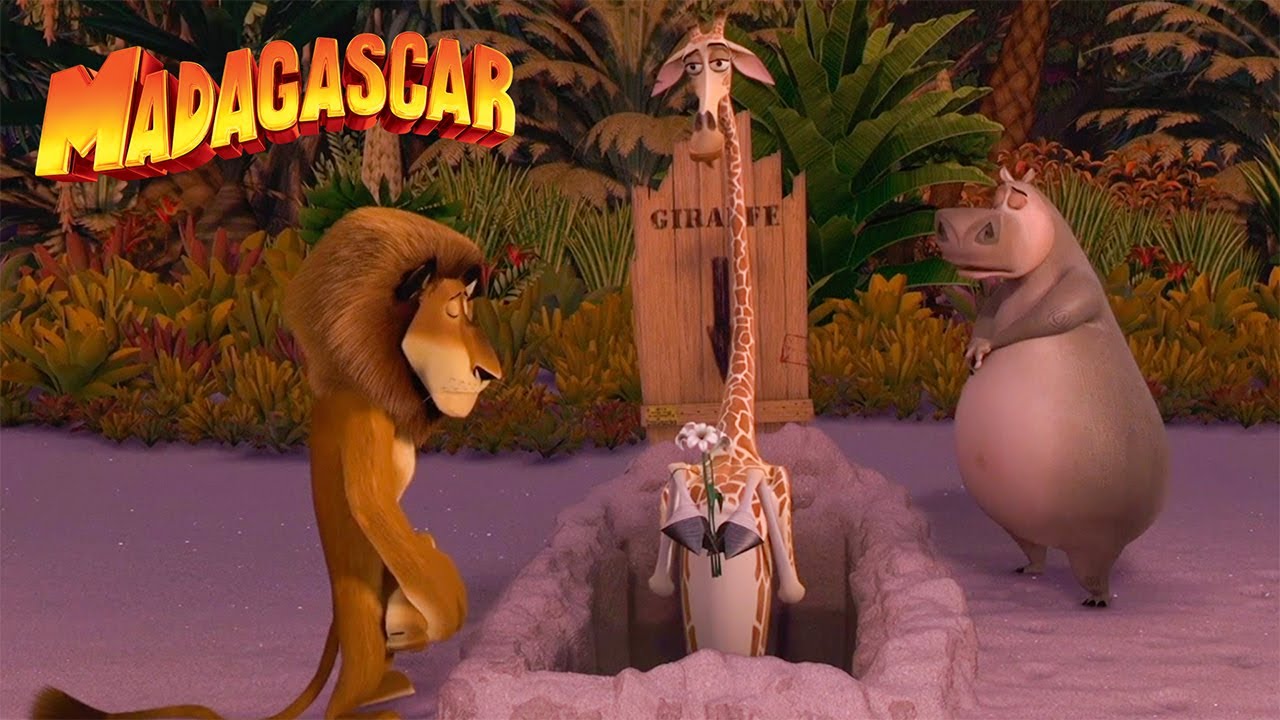 ¡Los mejores cortos de Melman! 🦒 | Madagascar | Desenhos Animados em Português