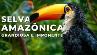 A GRANDIOSA AMAZÔNIA | Uma Jornada Extraordinária – Documentário Completo