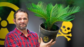 CUIDADO! Essa PLANTA é VENENO pro seu CACHORRO!
