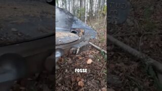 Essa é a melhor maquina de Corte de Árvores do Mundo #curiosidades