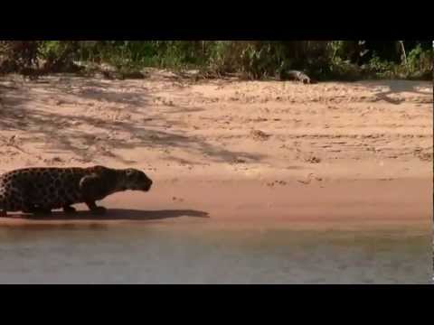 Flagra no Pantanal: Onça pintada ataca e captura uma capivara gigante – 2013