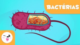 O que são bactérias? – Ciências para crianças