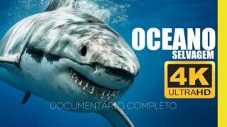 Segredos Sobre o OCEANO – DOCUMENTÁRIO Completo 4K