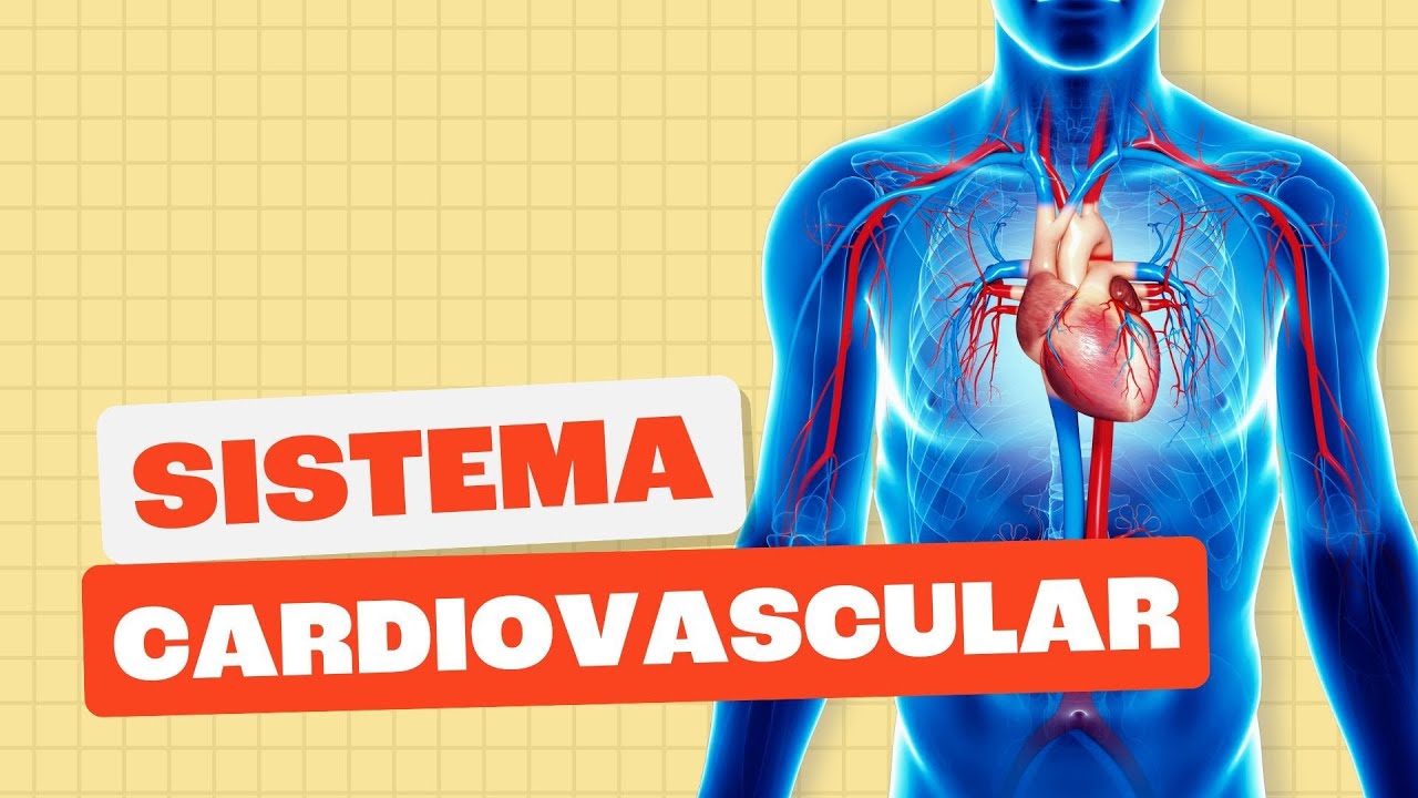Sistema Cardiovascular – Toda Matéria