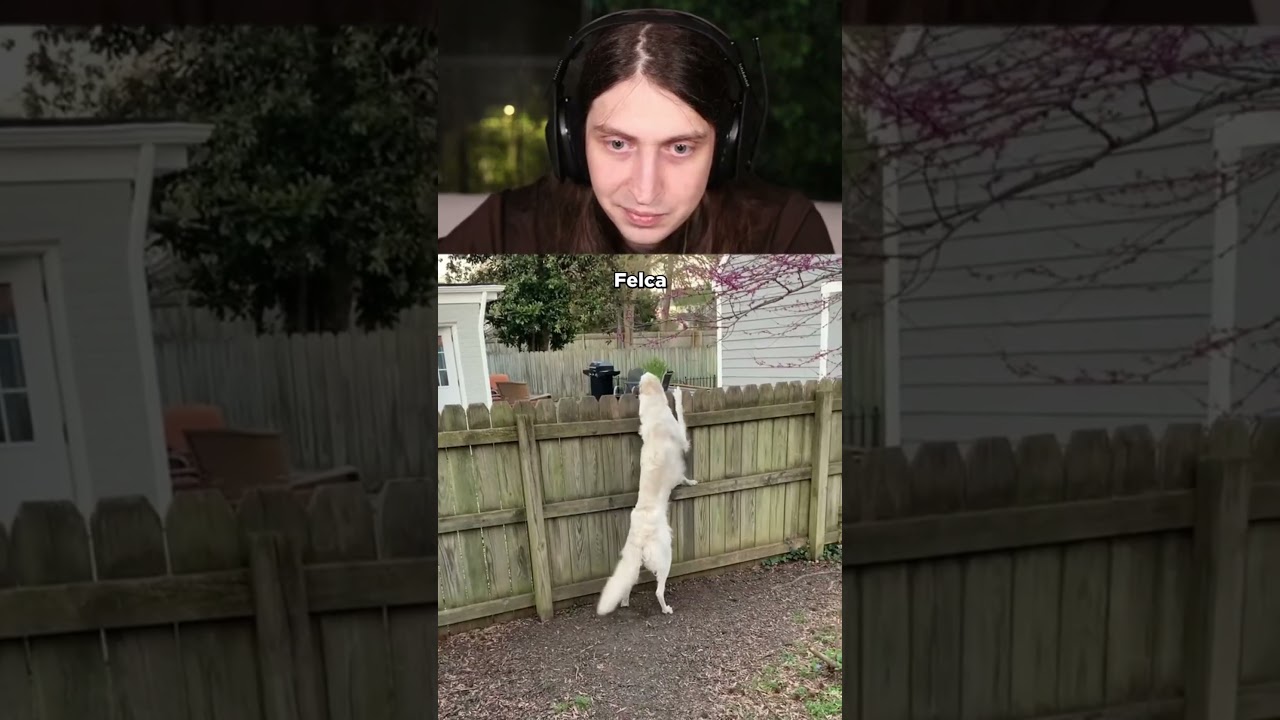 o felca se sentiu ofendido por parecer com o borzoi