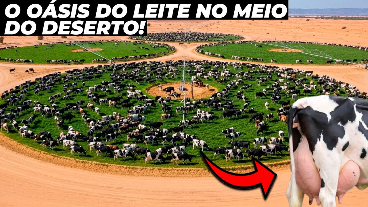 A maior fazenda de vacas de leite que fica no meio do deserto