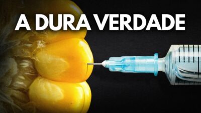 Por que os agricultores não podem replantar suas próprias sementes? Descubra o motivo